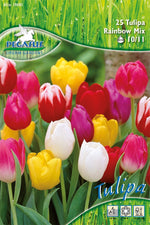 Pegasus Aktion Triumph-Tulpen Regenbogen Mix