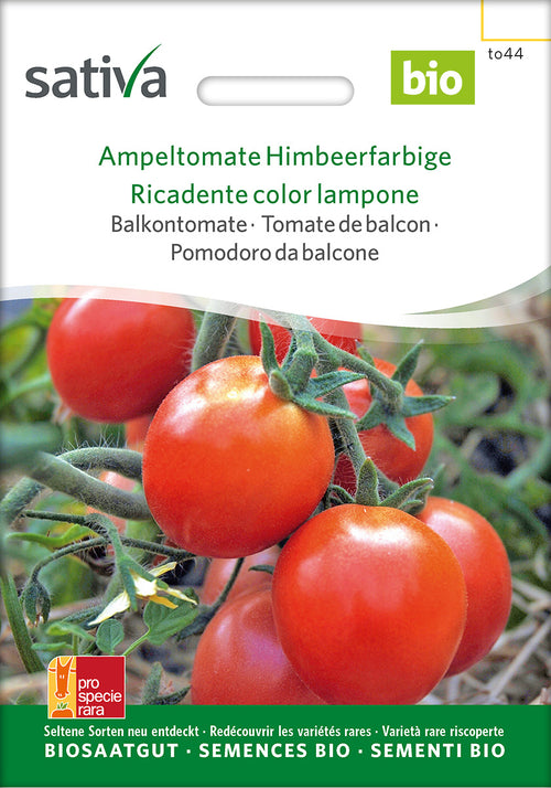 Sativa Balkontomate Ampeltomate Himbeerfarbige