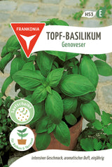 Frankonia Samen Basilikum Genoveser Topf