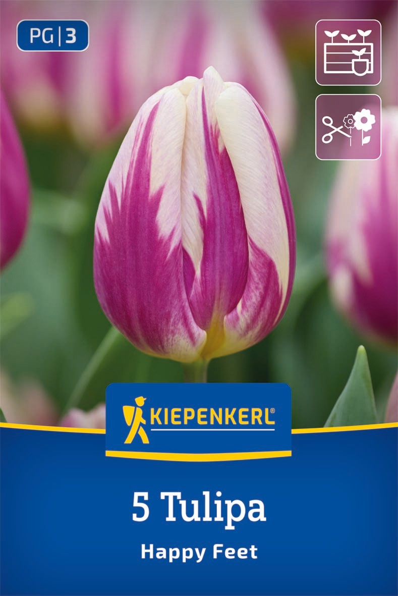 Triumph-Tulpe Happy Feet