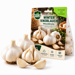 HILD Winterknoblauch Messidrome 6 Stück