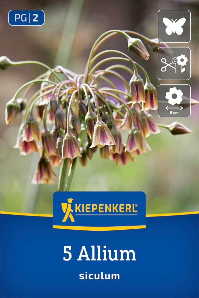 Zierlauch A. siculum