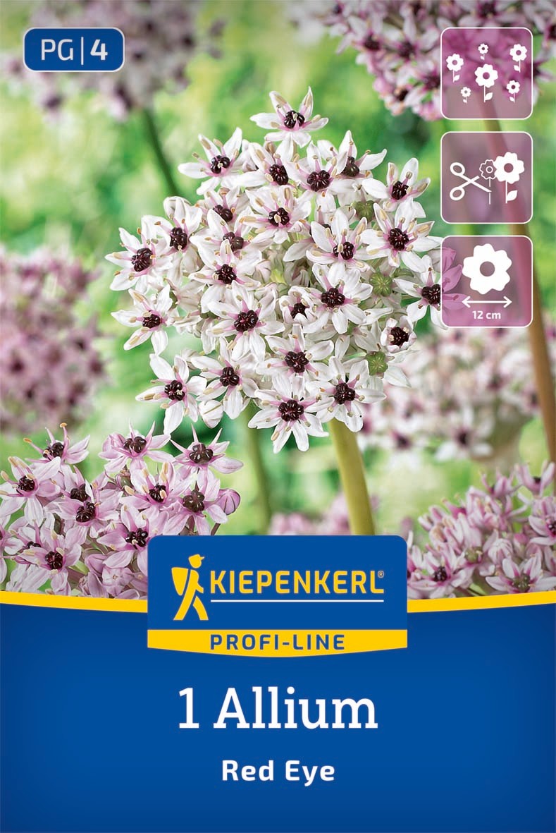 Profi-Line Zierlauch Red Eye