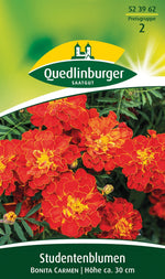 Quedlinburger Studentenblume Bonita Carmen