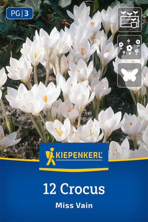 Botanischer Krokus Miss Vain