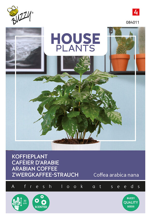 Buzzy Seeds Zwergkaffee-Strauch Coffea Arabica