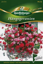 Quedlinburger Hängegeranien Mischung