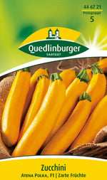 Quedlinburger Zucchini Atena Polka