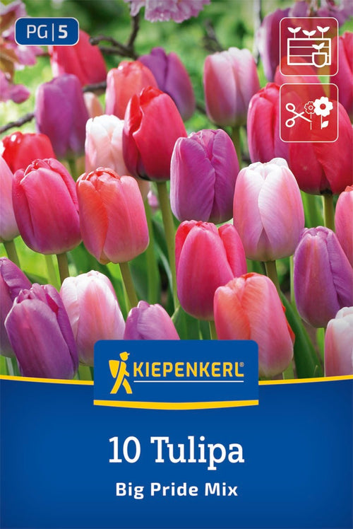 Darwin-Hybrid-Tulpe Big Pride Mischung