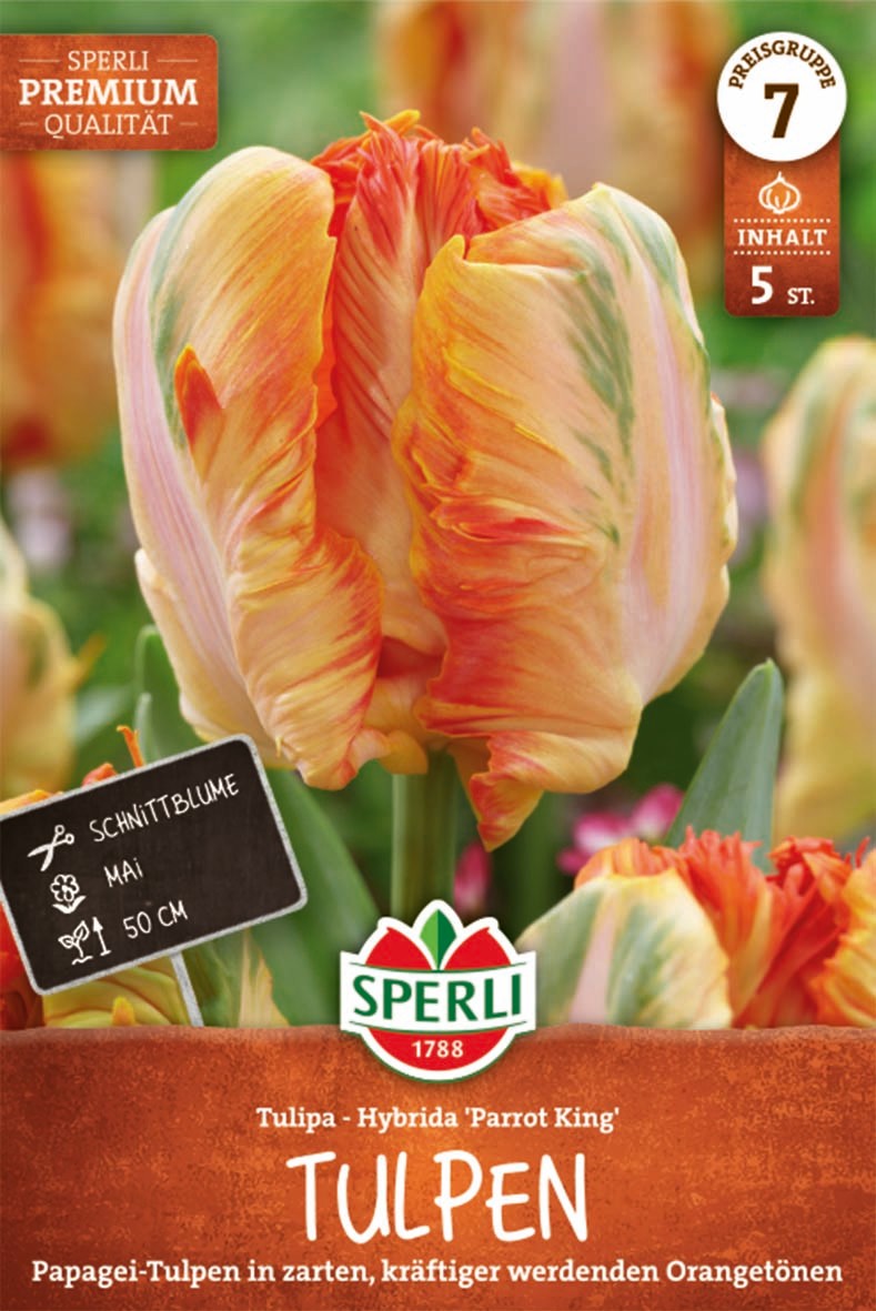 Premium Papagei-Tulpe Parrot King