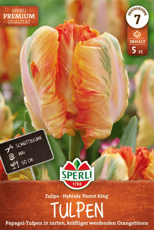 Premium Papagei-Tulpe Parrot King