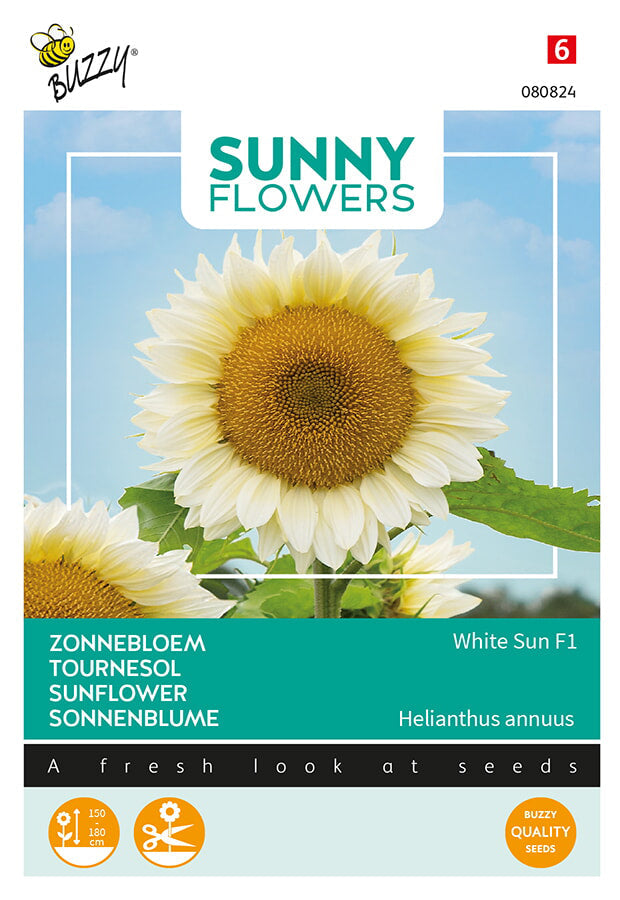 Buzzy Seeds Sonnenblume  White Sun