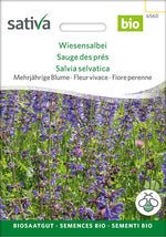 Sativa Wiesensalbei