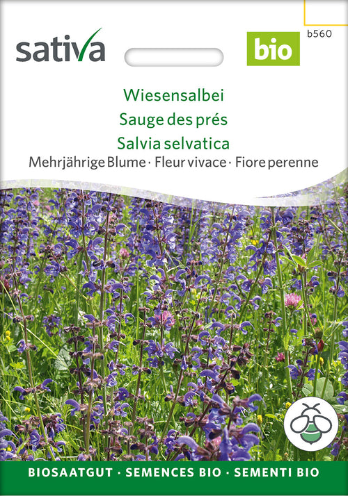 Sativa Wiesensalbei