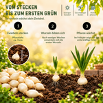 HILD Wintersteckzwiebel Snowball 500 Gramm