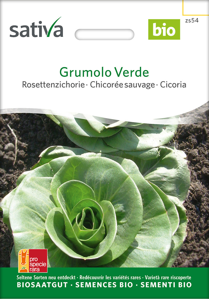 Sativa Rosettenzichorie Grumolo Verde