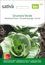 Sativa Rosettenzichorie Grumolo Verde