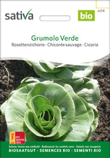 Sativa Rosettenzichorie Grumolo Verde