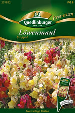 Quedlinburger Löwenmaul Striped