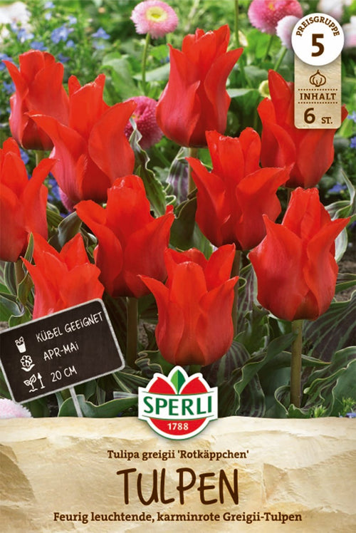 Greigii-Tulpe Rotkäppchen