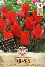 Greigii-Tulpe Rotkäppchen