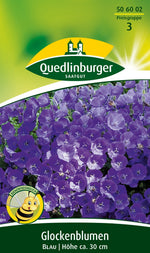 Quedlinburger Polsterglockenblume blau