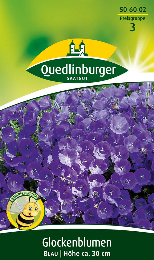 Quedlinburger Polsterglockenblume blau