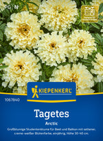 Kiepenkerl Studentenblumen Arctic