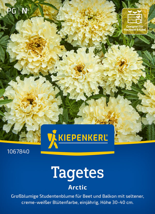 Kiepenkerl Studentenblumen Arctic