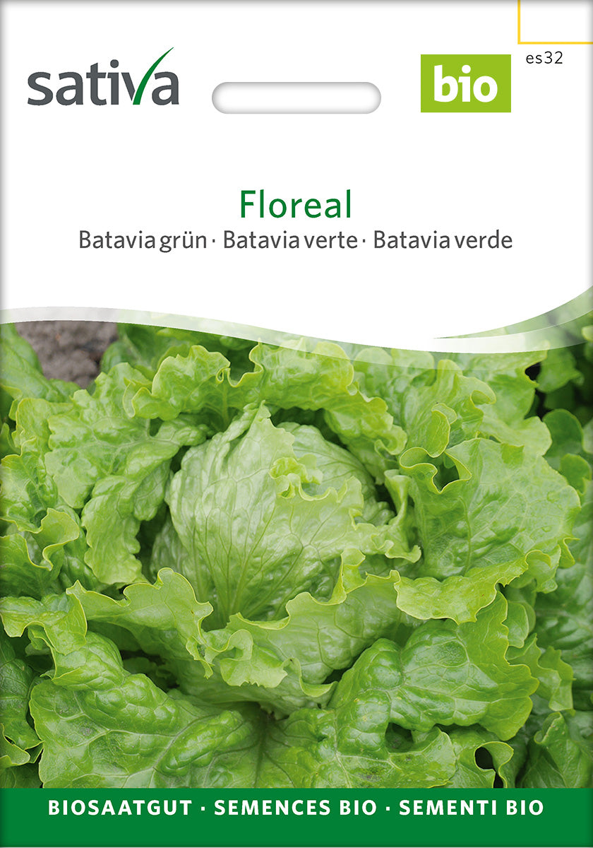Sativa Bataviasalat grün Floreal