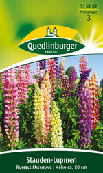Quedlinburger Lupine Russels Mischung