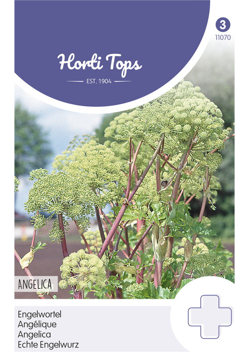 Horti Tops Engelwurz