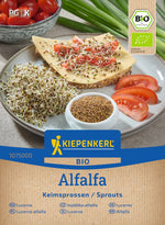 Lilien-Hybride Friso