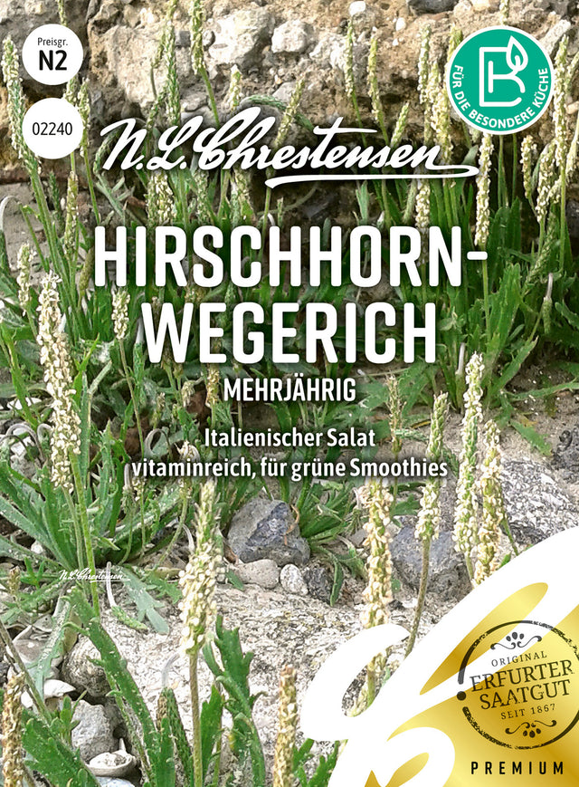 N.L. Chrestensen Hirschhornwegerich mehrjährig