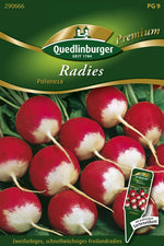 Quedlinburger Radieschen Poloneza