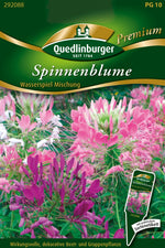 Quedlinburger Spinnenblume  Wasserspiel Mischung