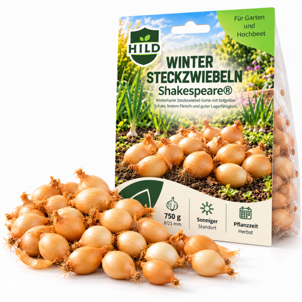 HILD Wintersteckzwiebel Shakespeare® 750 Gramm
