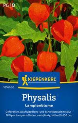 Kiepenkerl Physalis Lampionblume