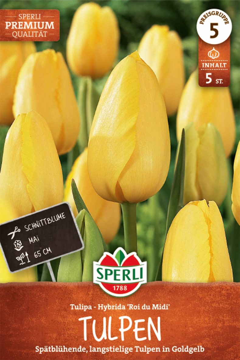 Premium Einfache Späte Tulpe Roi du Midi
