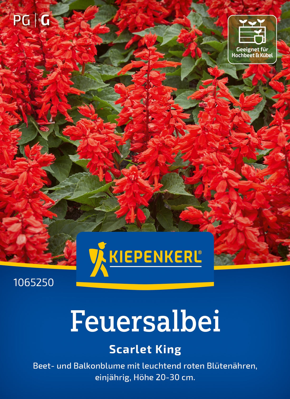 Kiepenkerl Salbei Scarlet King
