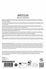 Alpenveilchen-Narzisse Jetfire