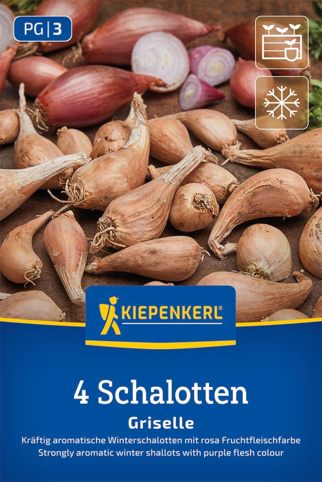 Kiepenkerl Winterschalotte Griselle 4 Stück