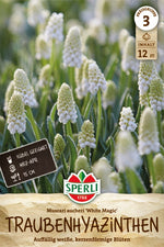 Traubenhyazinthe White Magic