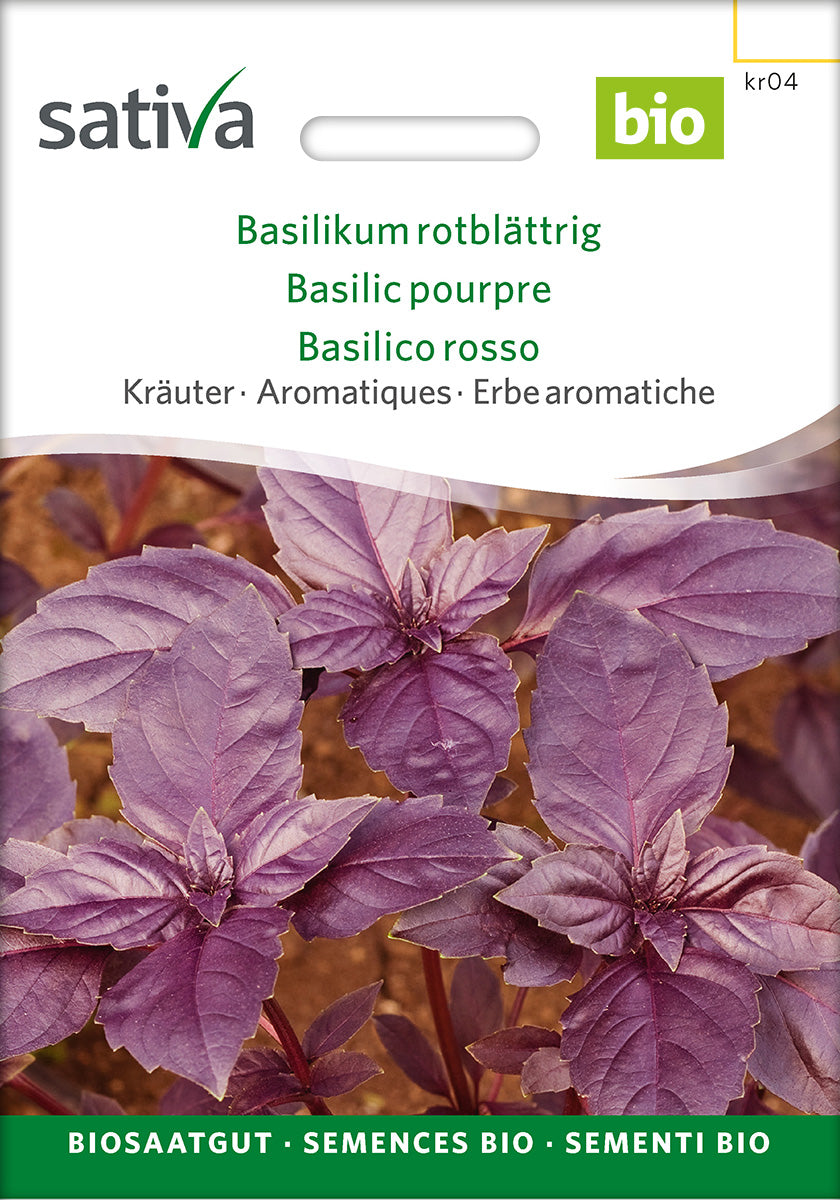 Sativa Basilikum rotblättrig