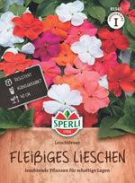 SPERLI Fleißige Lieschen Leuchtfeuer