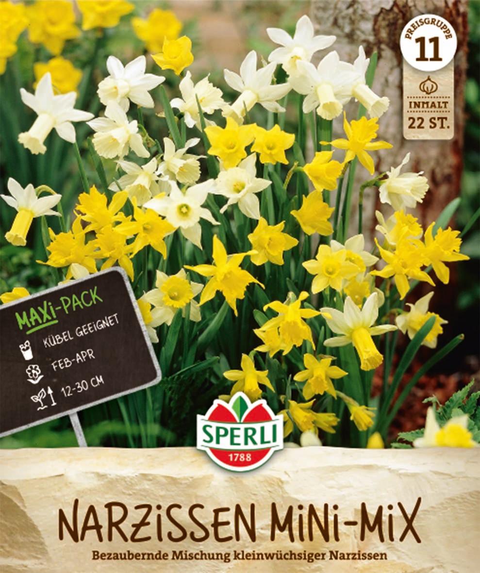Maxi Narzissen Botanischer Mix