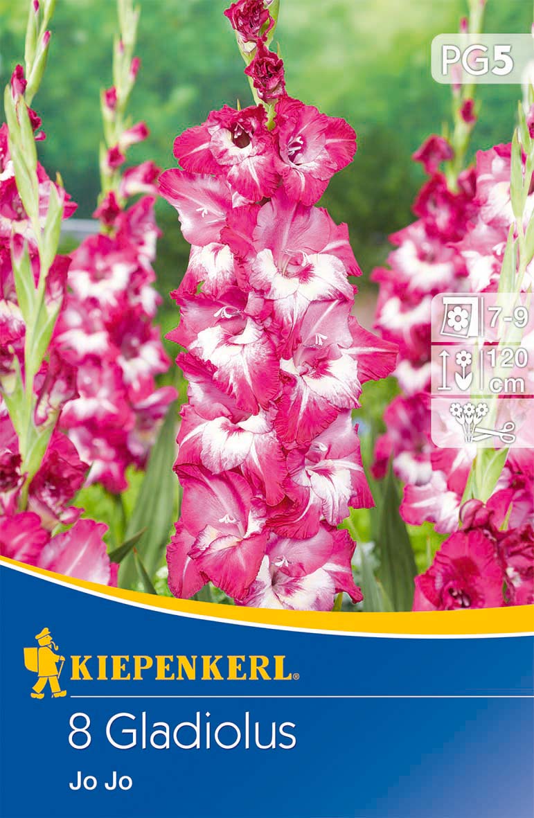 Großblumige Gladiole Jo Jo