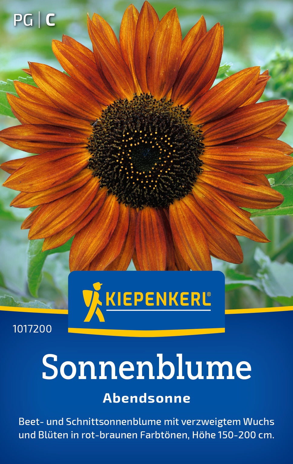 Kiepenkerl Sonnenblumen Abendsonne