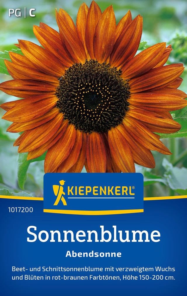 Kiepenkerl Sonnenblumen Abendsonne