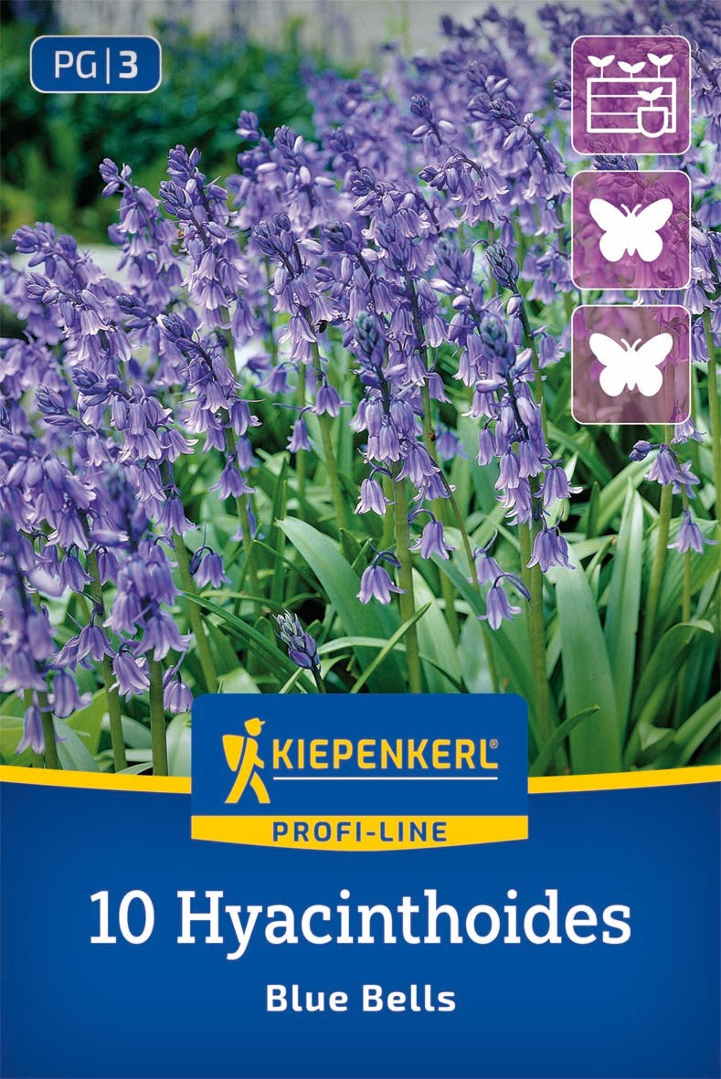 Profi-Line Hasenglöckchen Blue Bells